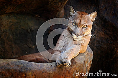 Wild big cat Cougar, Puma concolor, hidden portrait of dangerous animal with stone, USA. Wildlife scene from nature. Mountain Lion Stock Photo