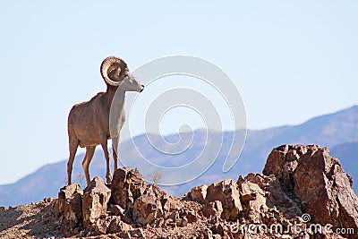 Wild Bighorn Sheep Stock Photo