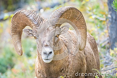 Wild Bighorn Sheep looking into camera Stock Photo