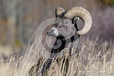 Colorado Rocky Mountain Bighorn Sheep. Bighorn ram in tall grass Stock Photo