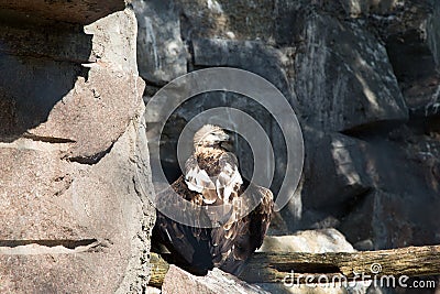 Wild bird Black griffon (black vulture) Stock Photo