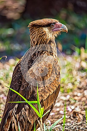 Wild bird Chimango Caracara - Photo of bird of prey Chimango Caracara / Milvago chimamgo typical of southern South America Stock Photo