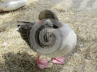 Wild bird duck on the Bank of the goose Stock Photo