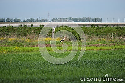 Wild bird on a green filed Stock Photo