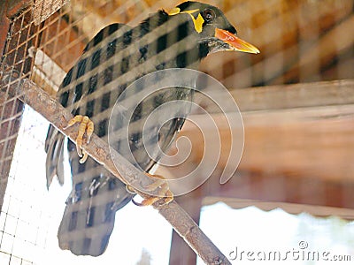 A wild bird Hill Mynah trapped in a cage symbolizing hopelessness and losing freedom in life Stock Photo