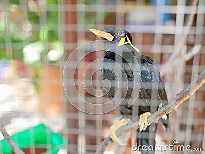 A wild bird Hill Mynah trapped in a cage symbolizing hopelessness and losing freedom in life Stock Photo