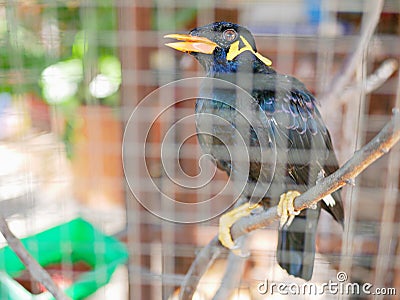 A wild bird Hill Mynah trapped in a cage symbolizing hopelessness and losing freedom in life Stock Photo