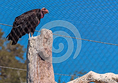 California condor endangered vulture held in captivity at the San Diego zoo Editorial Stock Photo