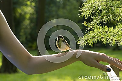 Wild bird titmouse, tomtit, chickadee with yellow feathers sits Stock Photo