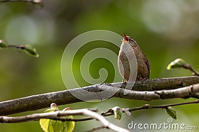 Wild bird wren, troglodytes troglodytes, perched on a tree branch singing with eyes closed Stock Photo