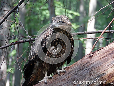 Wild birdkite Stock Photo