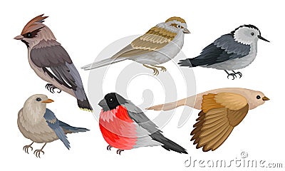 Wild Birds Collection, Titmouse, Bullfinch, Waxwing, Chiffchaff, Sparrow Vector Illustration Vector Illustration