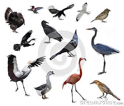 Wild Birds Stock Photo