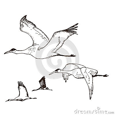 Wild birds in flight vector. Animals in nature or in the sky. Cranes or Grus and stork or shadoof and Ciconia with wings Vector Illustration