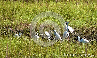 Wild Birds in Indian Greeen Field Stock Photo