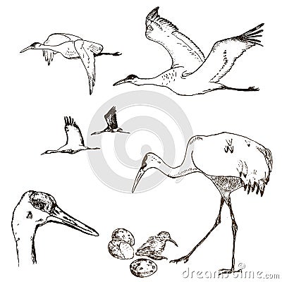Wild birds vector. Animals in nature or in the sky. Cranes or Grus and stork or shadoof and Ciconia with wings. engraved Vector Illustration