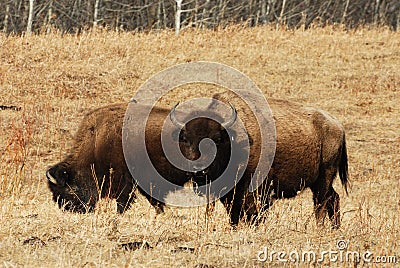 Wild bison herd Stock Photo