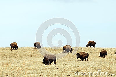 Wild bison herd Stock Photo