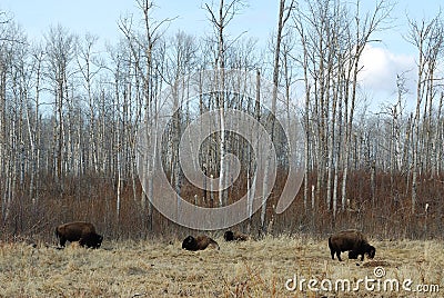 Wild bison on meadow Stock Photo