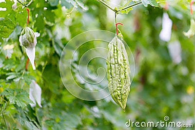 Wild Bitter Gourd, Bitter Cucumber,Bitter Gourd in garden. Stock Photo