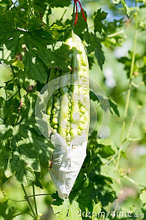 Wild Bitter Gourd, Bitter Cucumber,Bitter Gourd in garden. Stock Photo