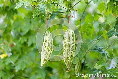 Wild Bitter Gourd, Bitter Cucumber,Bitter Gourd in garden. Stock Photo