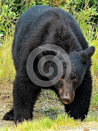 Wild Black Bear Stock Photo