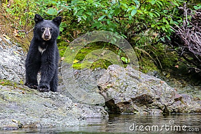 Wild black bear on the Rouge River near Clay Hill in southern Oregon Stock Photo