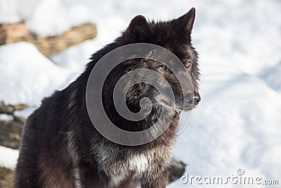 Wild black canadian wolf close up. Canis lupus pambasileus Stock Photo