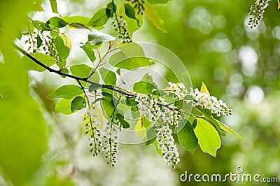 Wild black cherry blossoms in spring Stock Photo