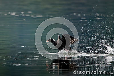 Wild black duck flying from the lake with a spla Stock Photo