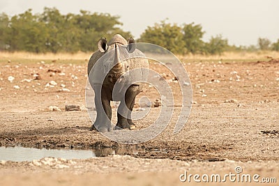 Wild black rhinoceros, Diceros bicornis, front view, dangerous animal staring at camera, standing on the rim of waterhole. Stock Photo