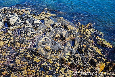 Wild black sea ocean mussels on rocks, natural environment seafood Stock Photo