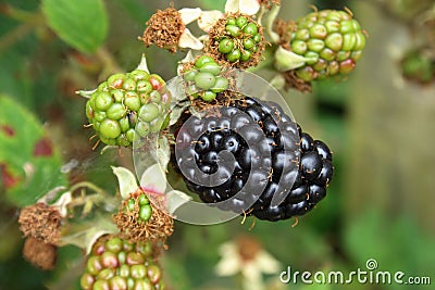 Wild blackberries Stock Photo