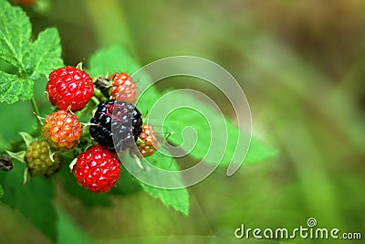 Wild Blackberries Stock Photo