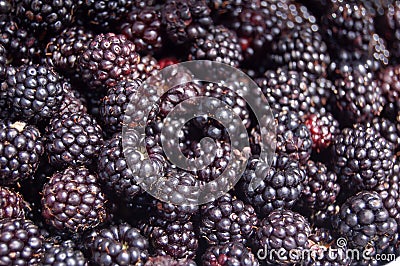 Wild blackberries Stock Photo