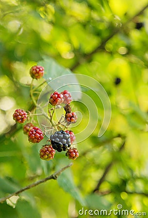 Wild blackberries Stock Photo