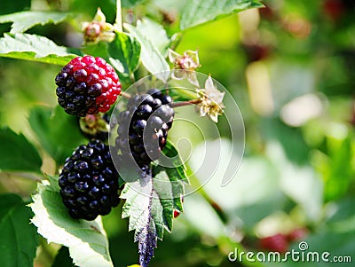 Wild blackberries on the branch in the ripening phase Stock Photo