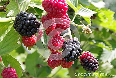 Wild blackberries in different states of maturity Stock Photo