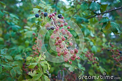 Wild blackberries on plant in field. more mature red and black bramble fruit Stock Photo