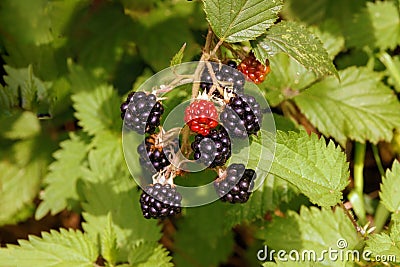 Wild Blackberries - Rubus fruticosus, a summer favourite. Stock Photo