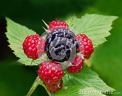 WILD BLACKBERRIES ON VINE Stock Photo