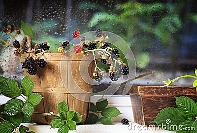 Wild Blackberries in Vintage Basket Stock Photo