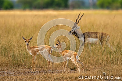 wild blackbuck or antilope cervicapra or indian antelope herd group family together in pattern in grassland of tal chhapar Stock Photo