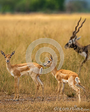 wild blackbuck or antilope cervicapra or indian antelope herd group family together in pattern in grassland of tal chhapar Stock Photo