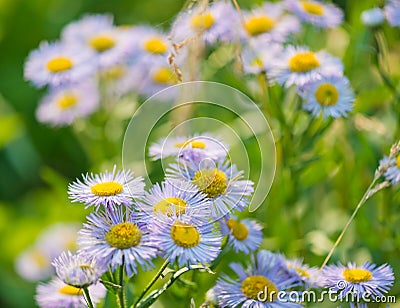 Wild blue asters Stock Photo