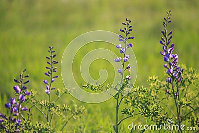 Wild blue indigo wildflower Stock Photo