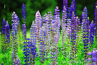 Wild Blue Lupine Flower Field Stock Photo