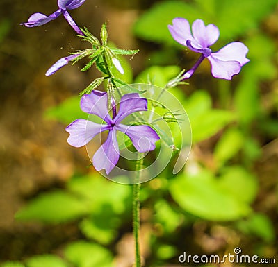Wild Blue Phlox Wildflowers - Phlox divaricate Stock Photo