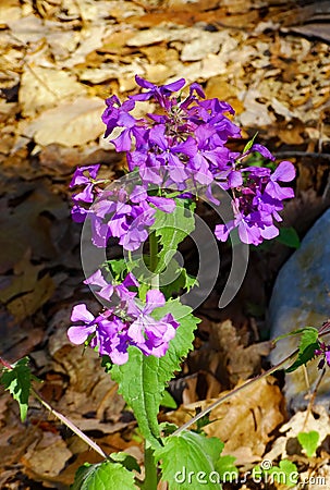 Wild Blue Phlox, Phlox divaricate Stock Photo